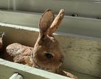 Spuncotton konijn haas pasen paashaas oud frans brocante, Ophalen of Verzenden