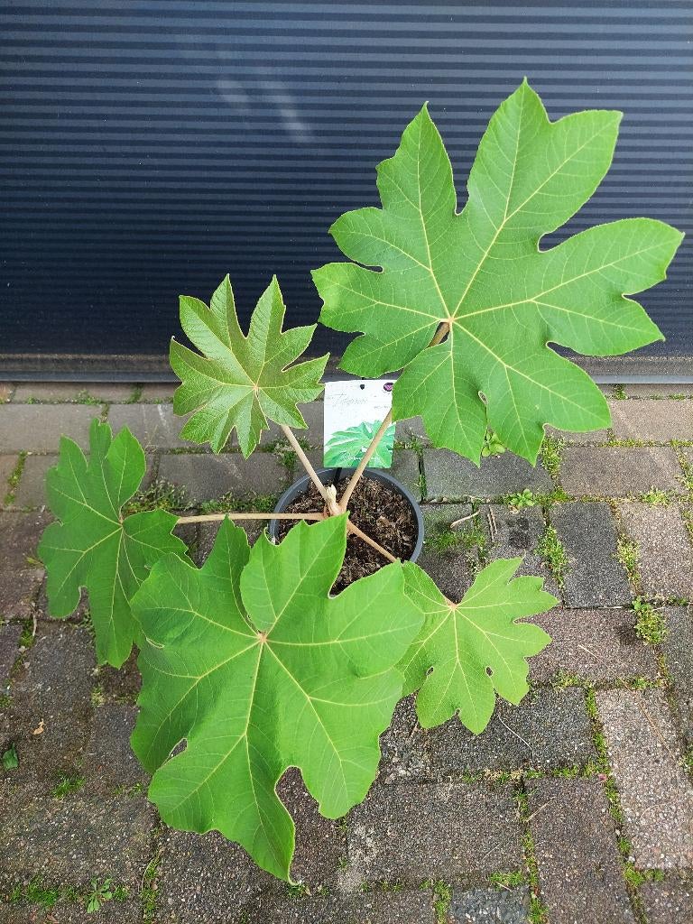 XL Tetrapanax Papyrifera - Chinese Rijstpapierplant H: 80 cm, Tuin en Terras, Planten | Tuinplanten, Vaste plant, Bloeit niet