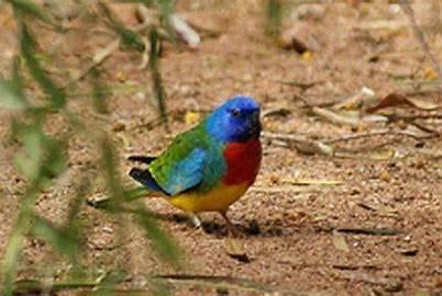 Splendid, Dieren en Toebehoren, Meerdere dieren, Parkiet, Geringd