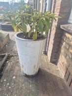3 bloempotten voor de tuin, Ophalen, Gebruikt, 40 cm of meer, Rond