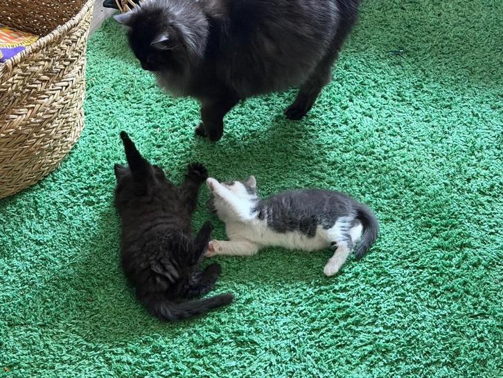 kittens, Dieren en Toebehoren, Katten en Kittens | Raskatten | Korthaar, Meerdere dieren, 0 tot 2 jaar, Ontwormd