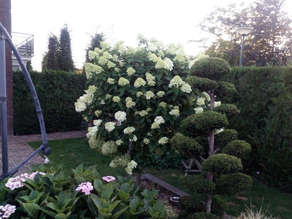 Hortensia Lime Light, Ophalen, Hortensia, Minder dan 100 cm