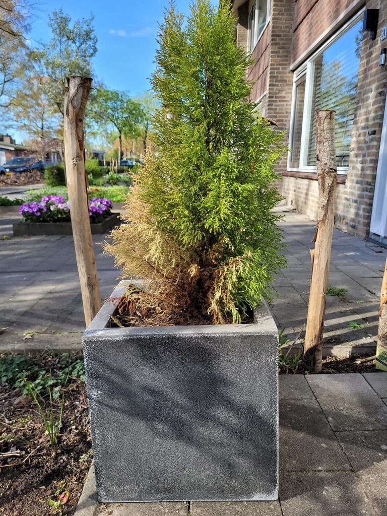 Grijze vierkante bloembakken, Ophalen, Kunststof, Minder dan 60 cm, Vierkant