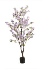 Jasmijn plant, Ophalen of Verzenden, Nieuw