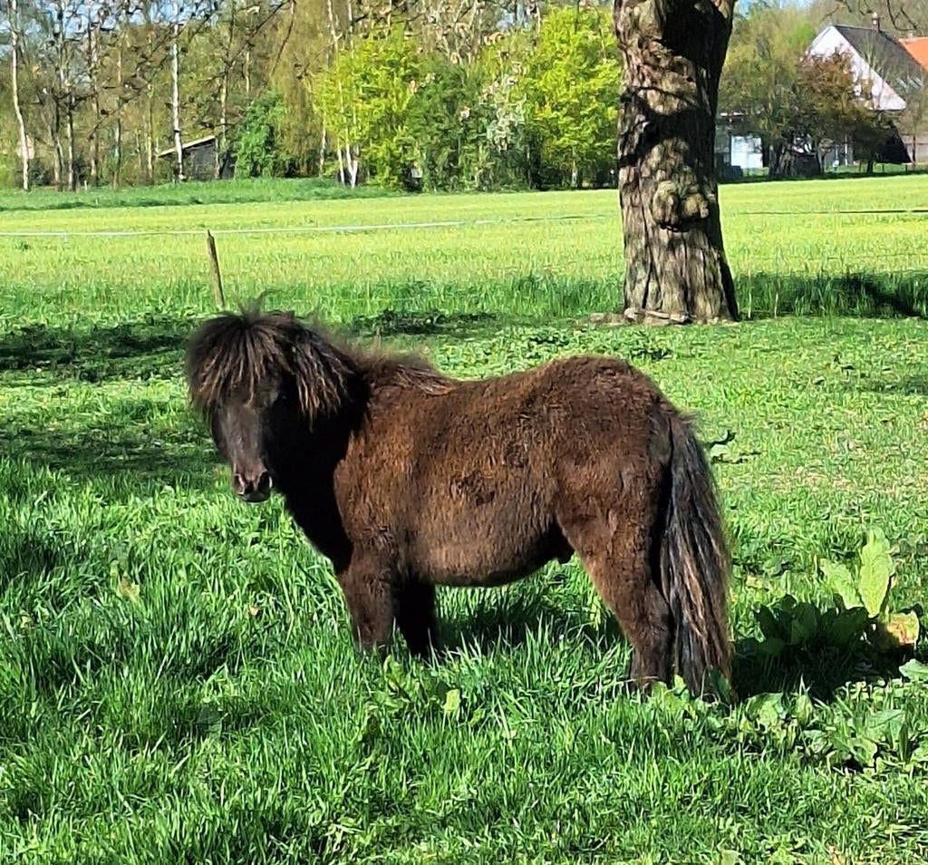 Mini pony hengst jaarling, Hengst, A pony (tot 1.17m), Met stamboom, 0 tot 2 jaar