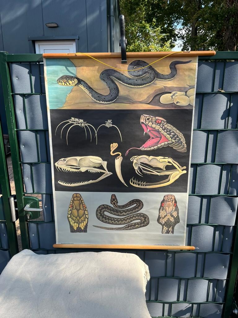 Schoolplaat afbeelding slang, Antiek en Kunst, Antiek | Schoolplaten, Ophalen of Verzenden, Aardrijkskunde