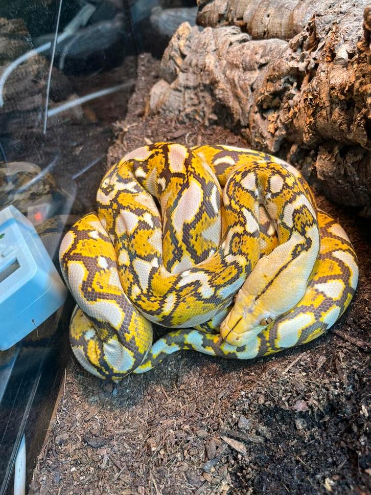 Netpython mocha caramel Reticulated Python - unknown for sale from jan