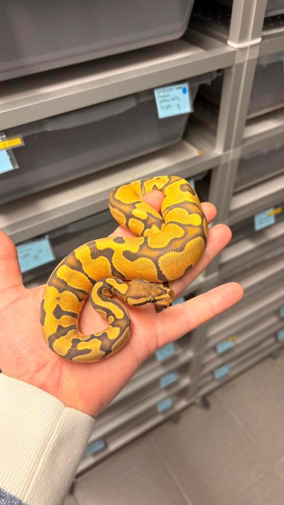 0.1 orange dream yellow belly hypo ball python Ball Python - female for sale from KAS