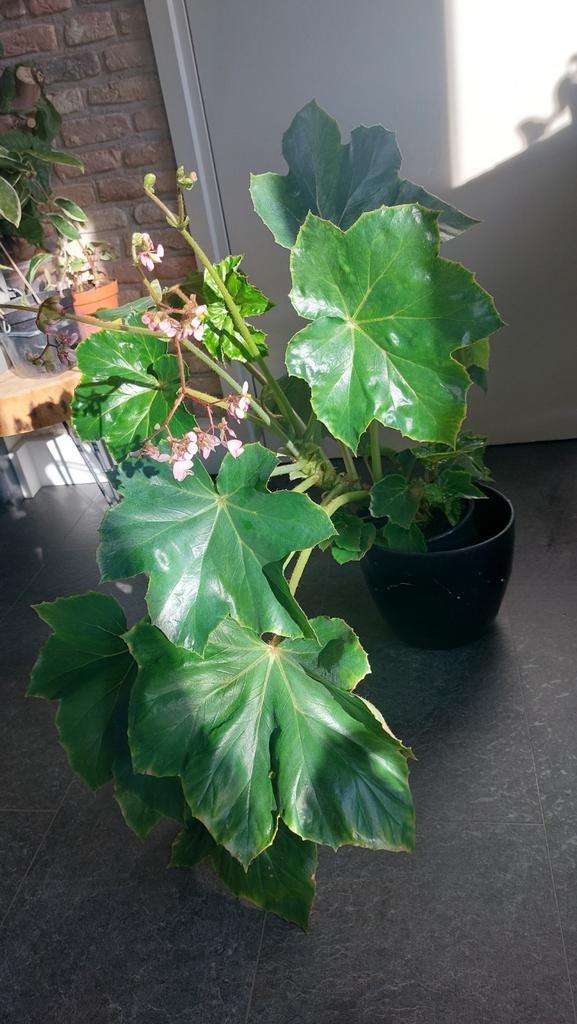 Begonia te groot voor me, Ophalen, Halfschaduw, Minder dan 100 cm