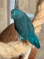 Papegaai-Forpus-Muspapegaai, Dieren en Toebehoren, Vogels | Parkieten en Papegaaien, Meerdere dieren, Papegaai