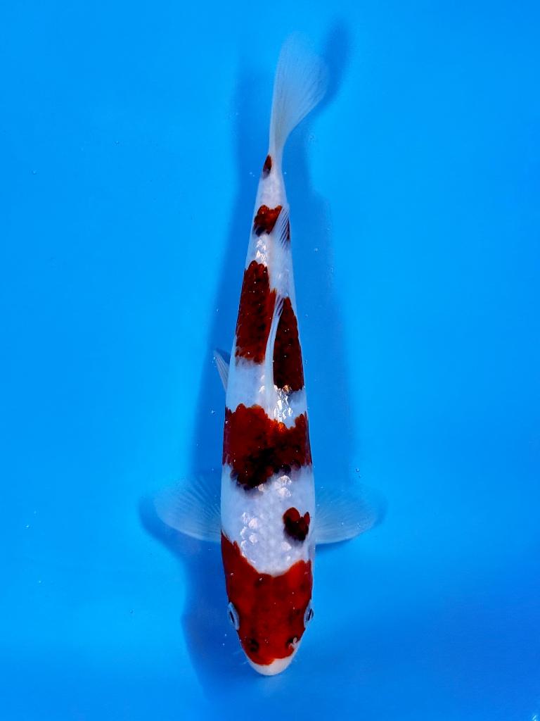 HQ Ginrin Budo Goromo incl Certificaat Marushin Japanse Koi, Karper of Koi