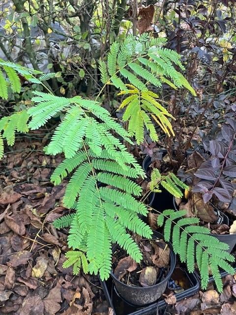 Struik of kleine boom, Tuin en Terras, Planten | Tuinplanten, Volle zon, Vaste plant, Zomer, Ophalen