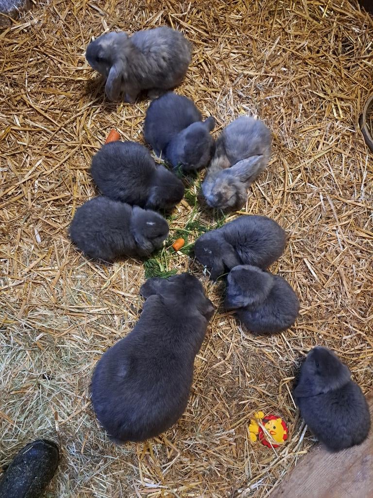 Zeer lieve franse hangoren, Dieren en Toebehoren, Konijnen, Meerdere dieren, Groot, Hangoor, 0 tot 2 jaar