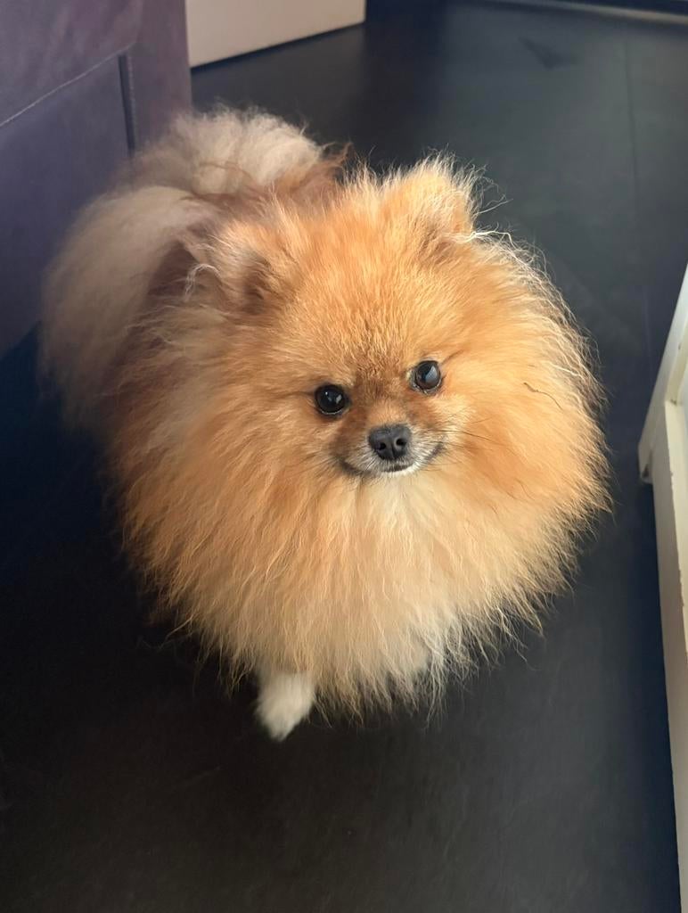 Heel lief pomeriaan reutje, Parvo, Reu, 1 tot 2 jaar, Eén hond