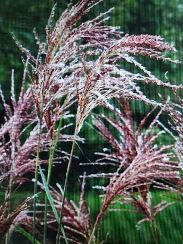 Miscanthus Sinensis, prachtriet met rode pluimen, Tuin en Terras, Planten | Tuinplanten, Ophalen