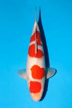 HQ Jumbo tosai kohaku MOMOTARO nieuwe collectie Heeschkoi, Karper of Koi