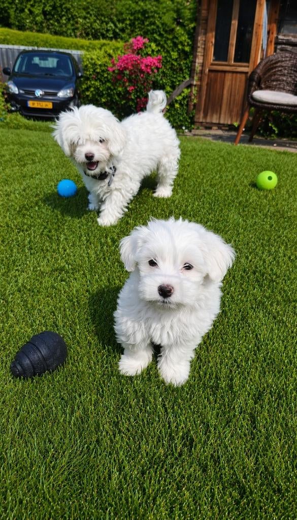 Super mooie lieve maltezer pups, Maltezer, Parvo, Reu, 8 tot 15 weken