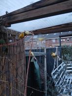 Nog 1 kanarie man te koop, Mannelijk, Kleurkanarie