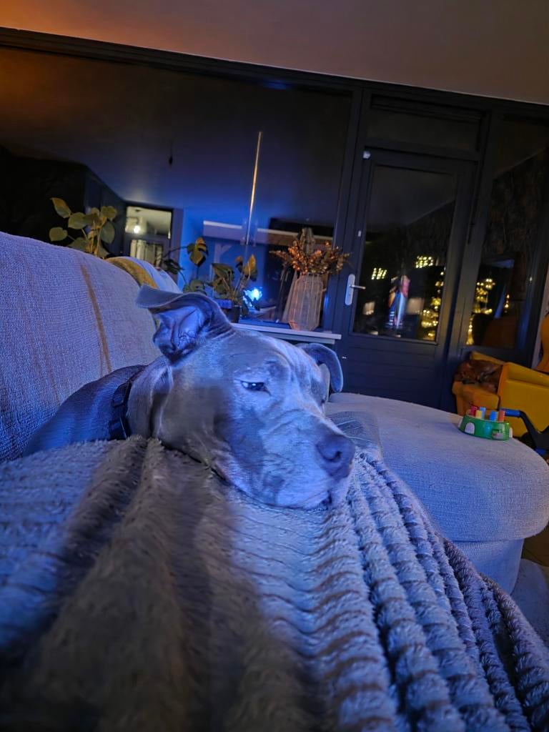 American bully 1 jaar oud., Dieren en Toebehoren, 1 tot 2 jaar, Eén hond, Nederland, Particulier