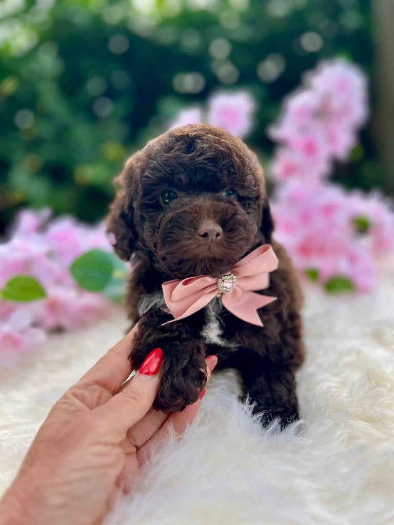 Mini 🐕‍🦺❤️🐾‍️ Toy Poedel pup Choco volledig getest, Dieren en Toebehoren, Honden | Chihuahua's en Gezelschapshonden, Poedel