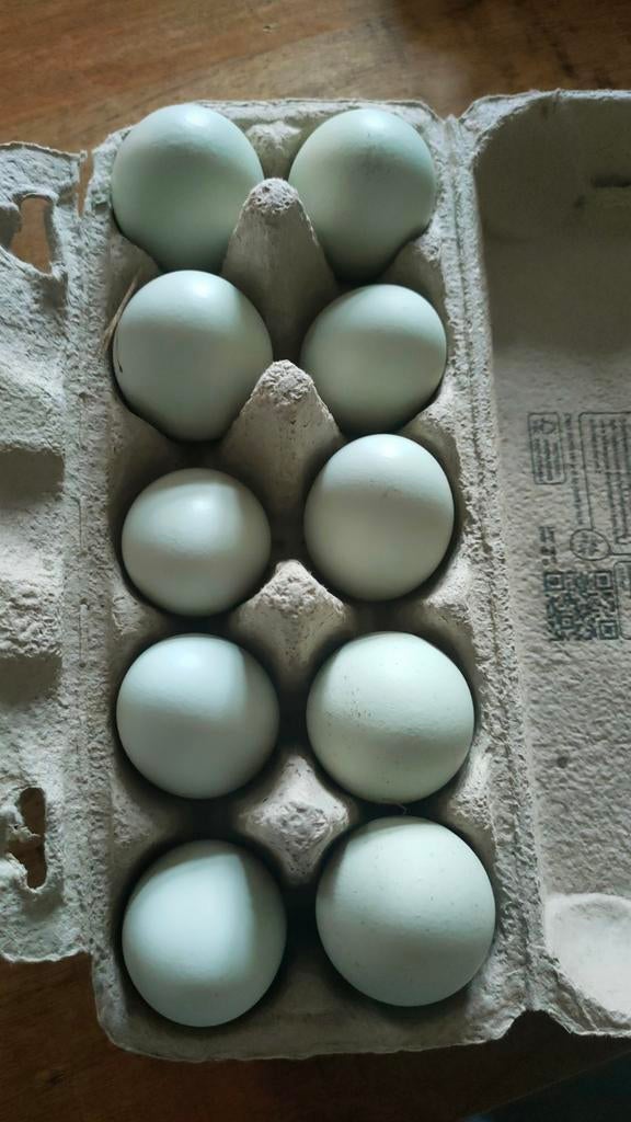 Araucana bol broedeieren, Dieren en Toebehoren, Pluimvee, Geslacht onbekend, Kip