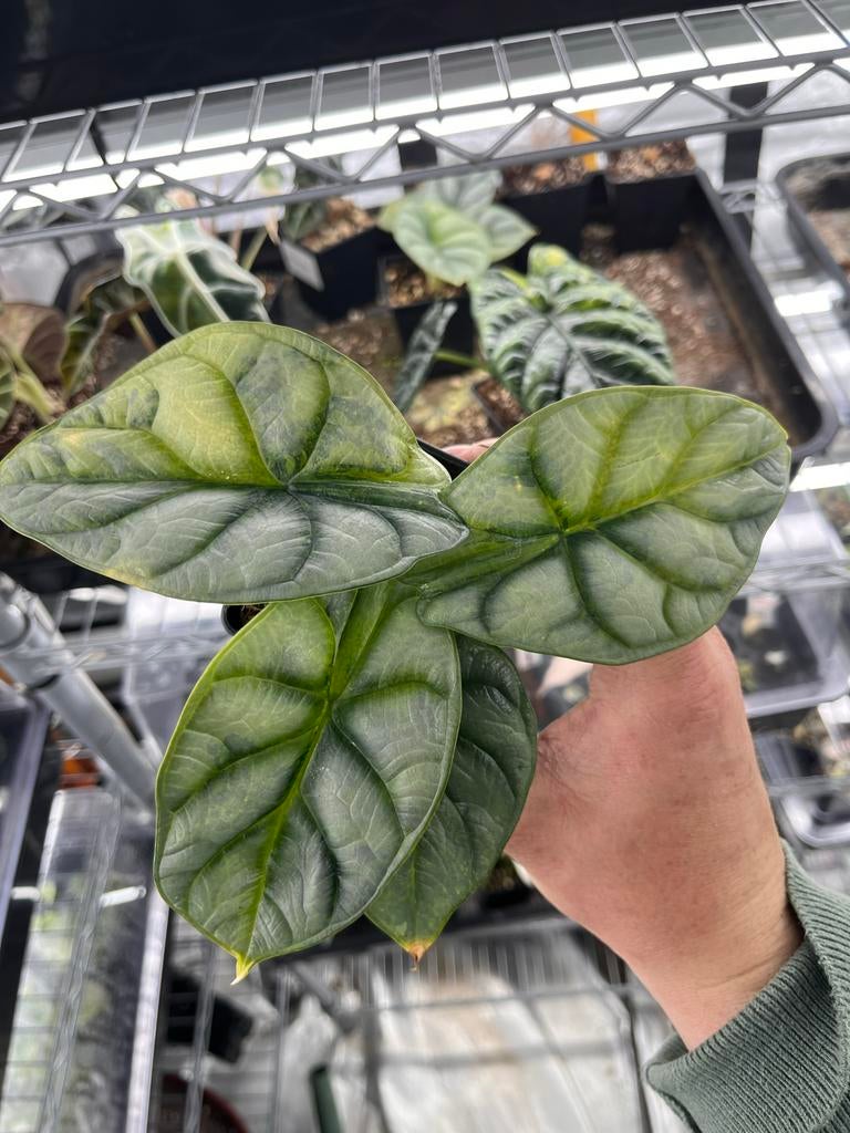 Alocasia Silver Dragon, Huis en Inrichting, Kamerplanten, Overige soorten, In pot, Minder dan 100 cm, Bloeiende kamerplant