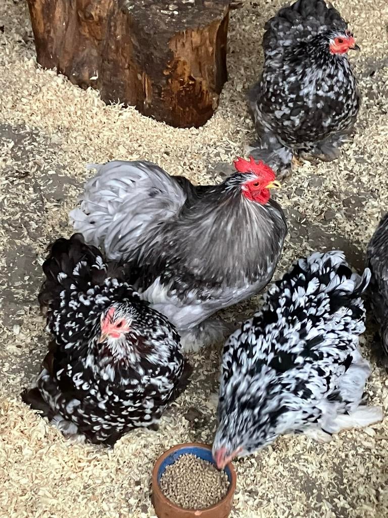 Cochin zwart/grijs gepareld broedeieren, Dieren en Toebehoren, Geslacht onbekend, Kip