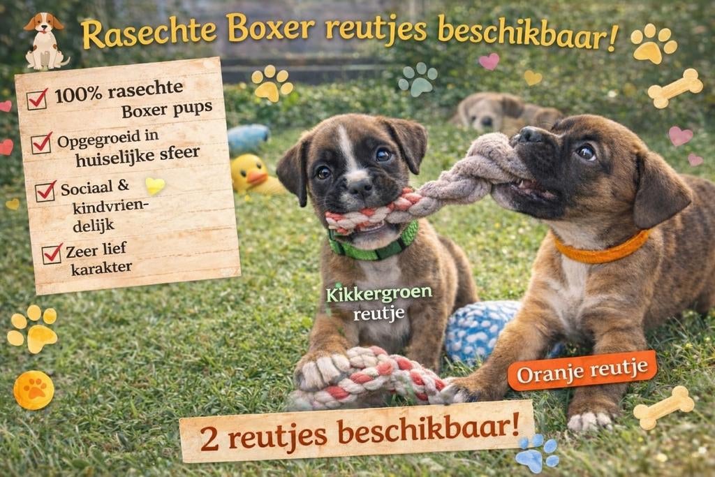 Lieve Rasechte Boxer Pups  (2 teefjes en 2 reutjes), Parvo, Overige rassen, 8 tot 15 weken, Meerdere