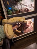 Compleet reptielenpakket 2 terraria en 2 tamme slangen (Ball, Meerdere dieren