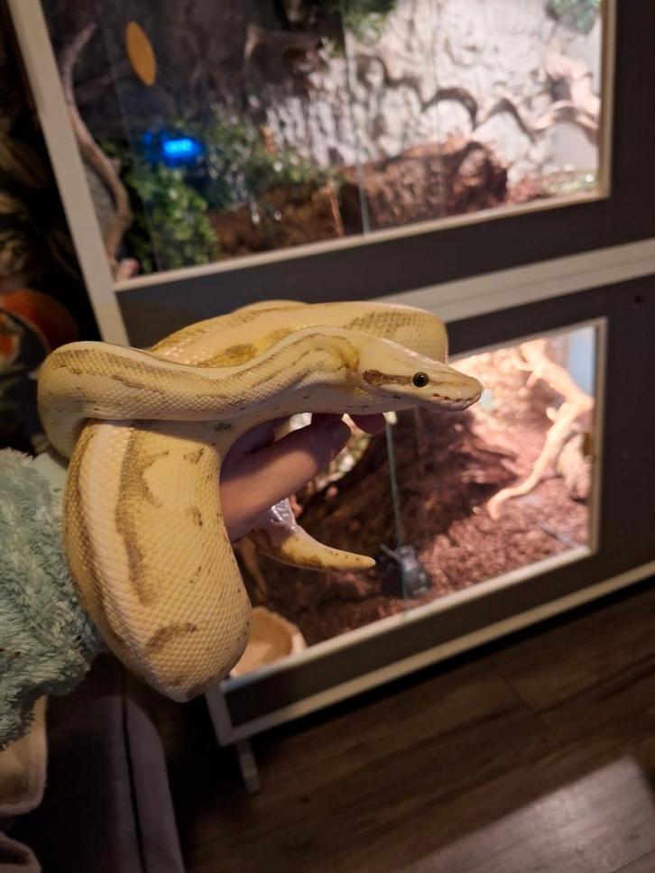 Compleet reptielenpakket 2 terraria en 2 tamme slangen (Ball, Dieren en Toebehoren, Katten en Kittens | Raskatten | Langhaar, Meerdere dieren