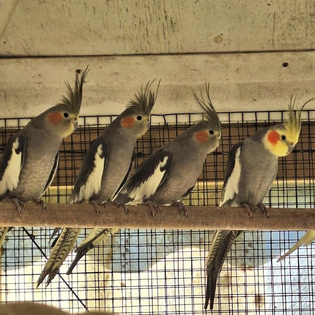 Valkparkieten te koop, Meerdere dieren, Parkiet, Tam