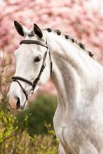 6 jarige allround ruin, Dieren en Toebehoren, Ruin, Dressuurpaard