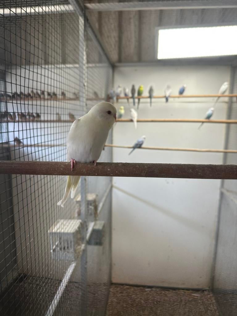 Jonge grasparkieten 2026 om tam te maken, Dieren en Toebehoren, Meerdere dieren, Parkiet, Geringd