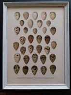 Litho 1897  eieren, Ophalen of Verzenden