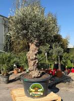 Olijfboom (Olea europaea) 70/80 cm stamomtrek - oldskin, 100 tot 250 cm, Olijfboom, Ophalen, Volle zon