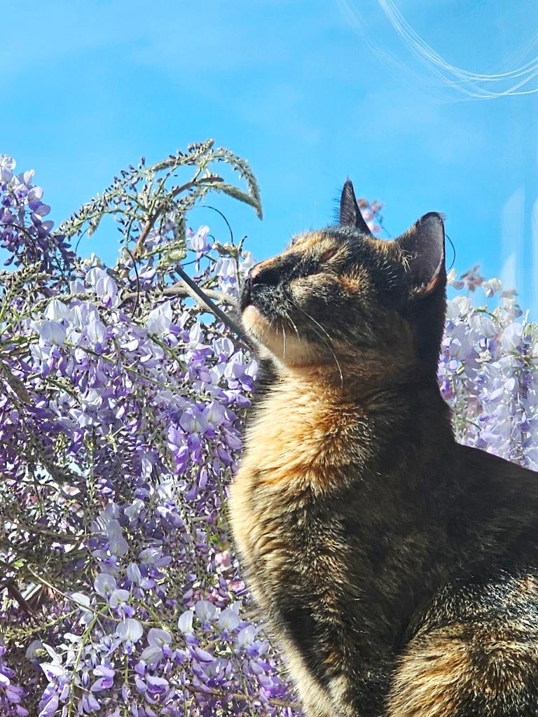 2 fantastische zusjes, gesterilis/chip/ingeent/getest/11mnd, Poes, Kortharig, 0 tot 2 jaar