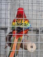 Rosella mutatie Man '25, Dieren en Toebehoren, Vogels | Parkieten en Papegaaien, Meerdere dieren, Parkiet, Geringd