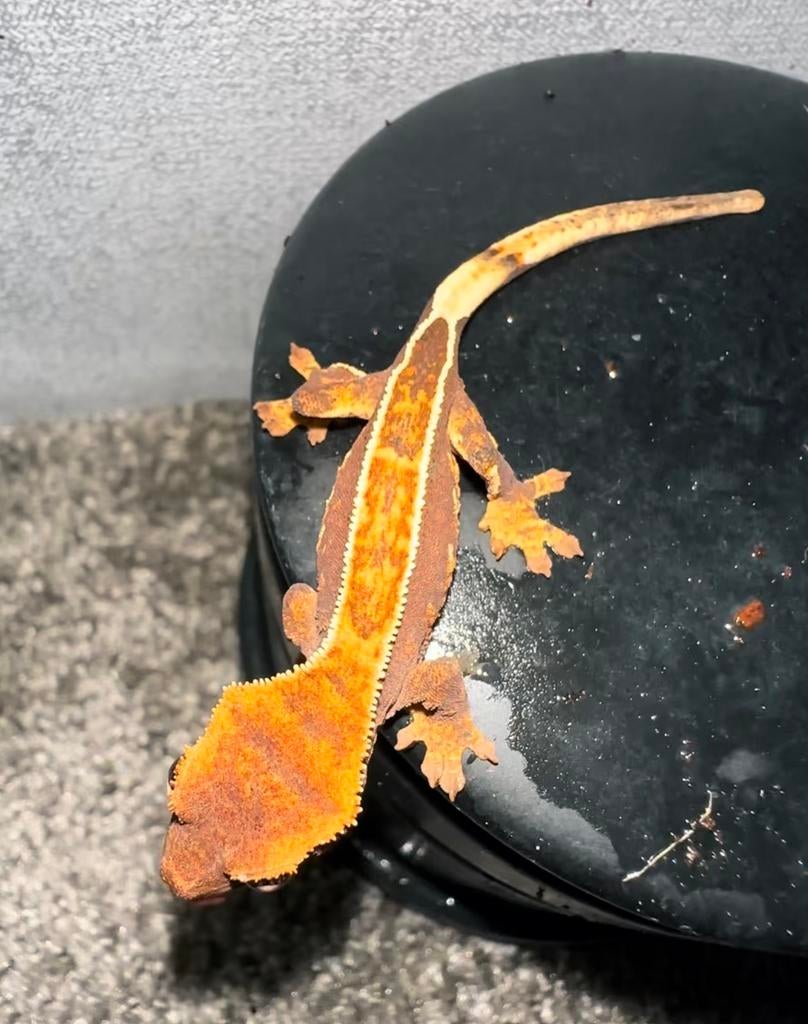Baby Wimpergekko, Dieren en Toebehoren, Reptielen en Amfibieën, Hagedis, Tam, 0 tot 2 jaar