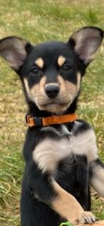 Professionele honden /katten opvang pension oppas hotel