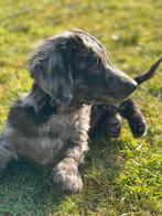 Teckel (dwerg) pups, Reu, 8 tot 15 weken, Dwerg, Langhaar