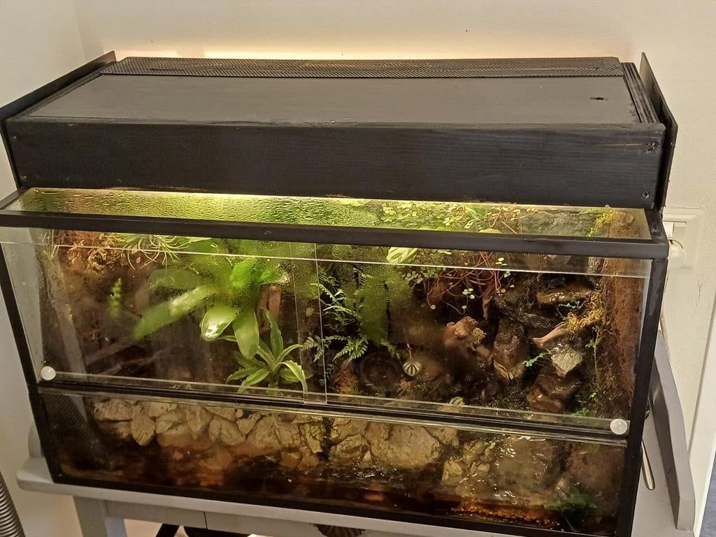 Terrarium met vampierkrab, Ophalen