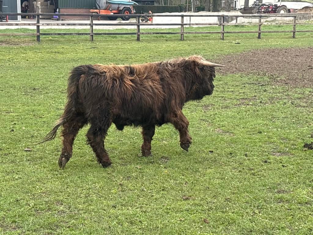 Schotse Hooglander stier, Mannelijk
