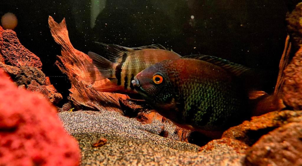 Te koop bewezen kweekkopppel heros rotkeil vrouw mag los, Vis, Zoetwatervis