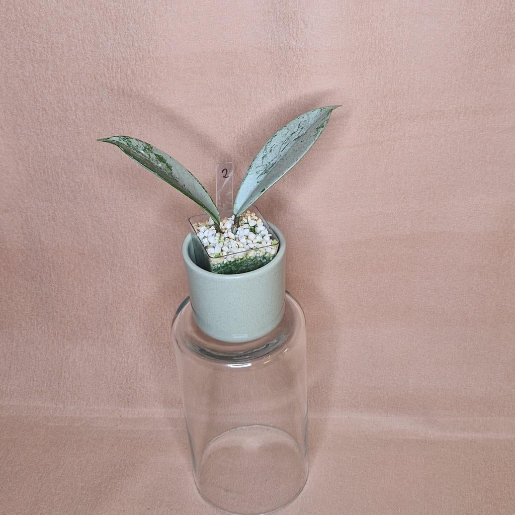 Hoya Pubicalyx Pink Silver Ghost 2, Huis en Inrichting, Kamerplanten, Overige soorten, Minder dan 100 cm, Bloeiende kamerplant