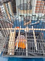 Vogelkooi, Dieren en Toebehoren, Vogels | Parkieten en Papegaaien, Mannelijk, Parkiet