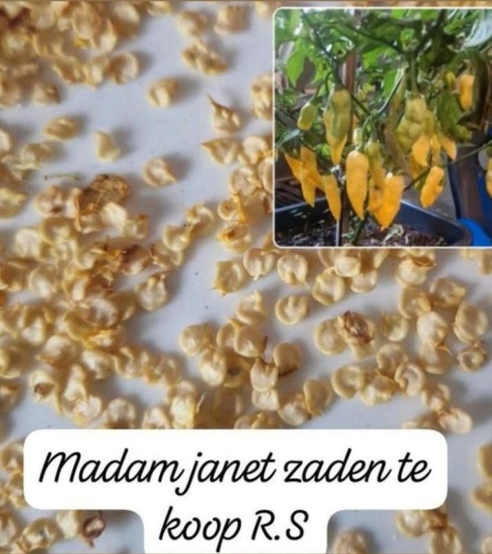 Madam janet peper zaden, Ophalen, Volle zon, Groenteplanten, Eenjarig