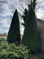 Coniferen, Tuin en Terras, Planten | Struiken en Hagen, Ophalen, Conifeer, Haag, 250 cm of meer