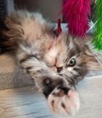 Maine Coon kitten zwart/grijs/wit ❤️poesje❤️, Poes, Ontwormd, 0 tot 2 jaar