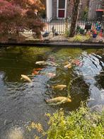 Koi vissen., Karper of Koi