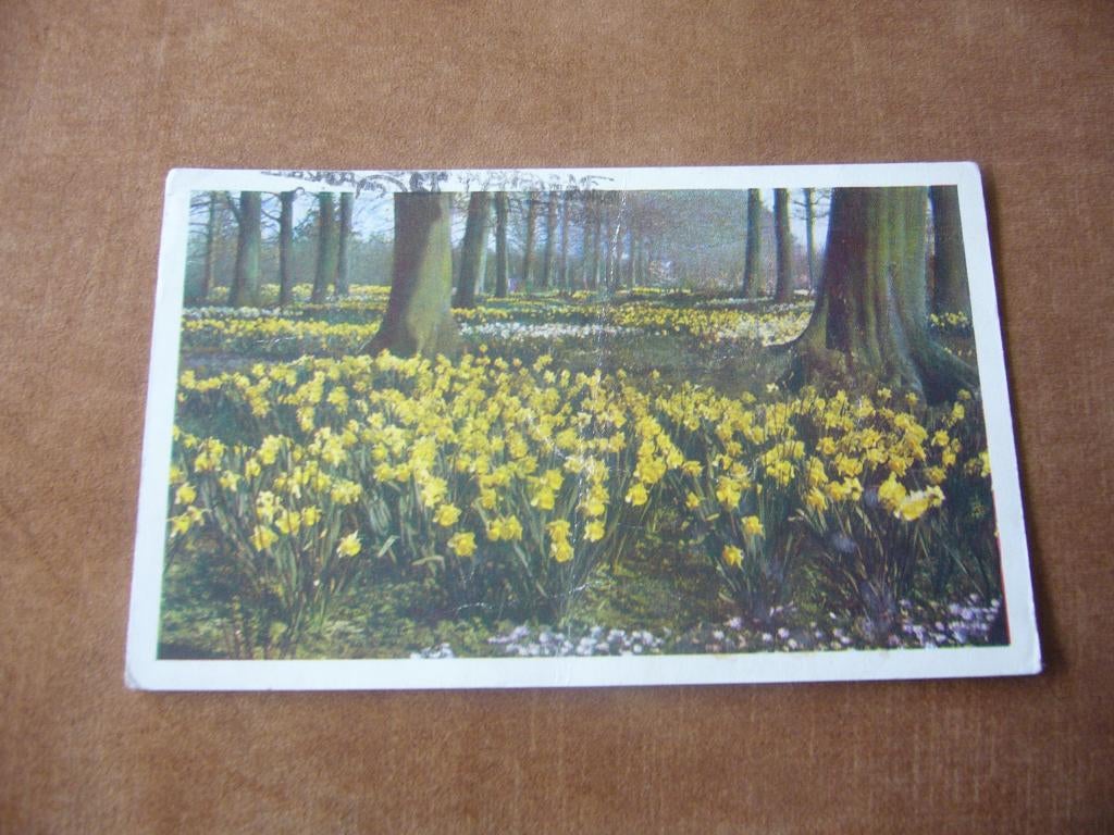 LISSE  =  KEUKENHOF    1954, Ophalen of Verzenden, 1940 tot 1960, Gelopen